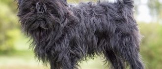 Amazing and unique: Affenpinscher