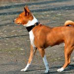 Basenji care