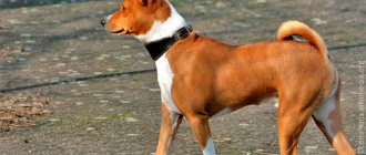 Basenji care