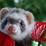 caring for a ferret at home