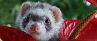 caring for a ferret at home