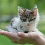 Caring for a kitten without a cat