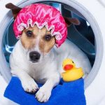 Jack Russell Terrier coat care photo