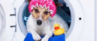 Jack Russell Terrier coat care photo