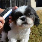 Shih Tzu coat care