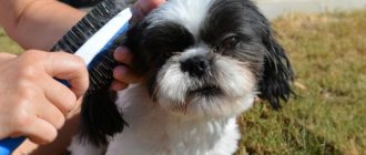 Shih Tzu coat care