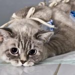 caring for a sterilized cat