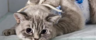 caring for a sterilized cat