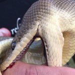 Olive python bite - the photo shows two rows of small teeth piercing the skin and the absence of poisonous fangs