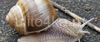 street snail helix pomatia