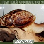 Snail Achatina reticulata