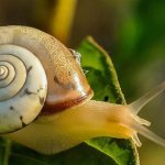 snail