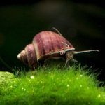 Snail