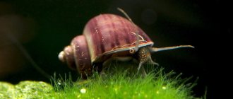 Snail