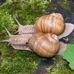 What do snails eat?