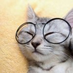 smart cat breeds