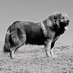 Smart, strong and reliable friend: Tibetan Mastiff