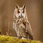 Long eared owl