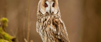 Long eared owl