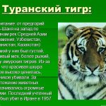 Ussuri tiger 4 letters crossword puzzle