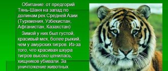 Ussuri tiger 4 letters crossword puzzle