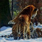 Ussuri tiger-Description-features-lifestyle-and-habitat-of-predator-5