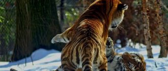 Ussuri tiger-Description-features-lifestyle-and-habitat-of-predator-5