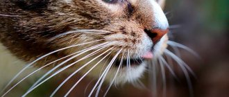 Cat Whiskers Photo