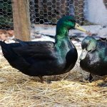 Cayuga duck: description of the breed