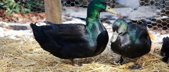 Cayuga duck: description of the breed