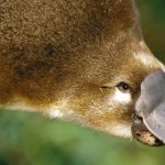 platypus