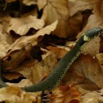 Snake-snake-Description-features-species-lifestyle-and-habitat-snake-5