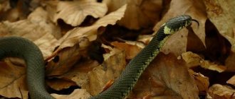 Snake-snake-Description-features-species-lifestyle-and-habitat-snake-5