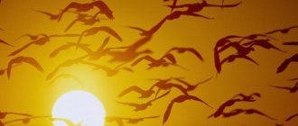 to which warm regions do birds fly?