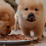 The Grandin line includes food for puppies