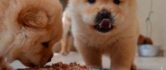 The Grandin line includes food for puppies