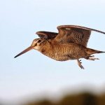 Woodcock-bird-Description-features-lifestyle-and-habitat-of-woodcock-1