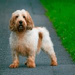 Vendeen Basset Griffon