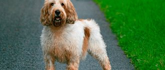 Vendeen Basset Griffon