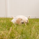 The importance of walking your puppy