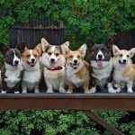 Pembroke Welsh Corgi and Cardigan.