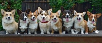 Pembroke Welsh Corgi and Cardigan.