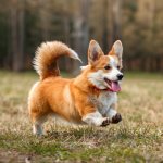 Pembroke Welsh Corgi