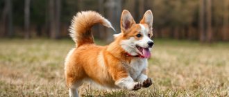 Pembroke Welsh Corgi