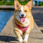 welsh corgi