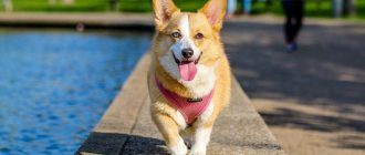 welsh corgi