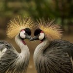 crowned crane