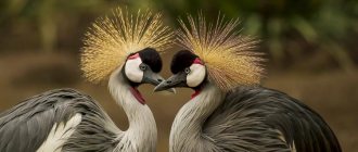 crowned crane