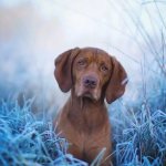 Hungarian pointer dog