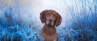 Hungarian pointer dog